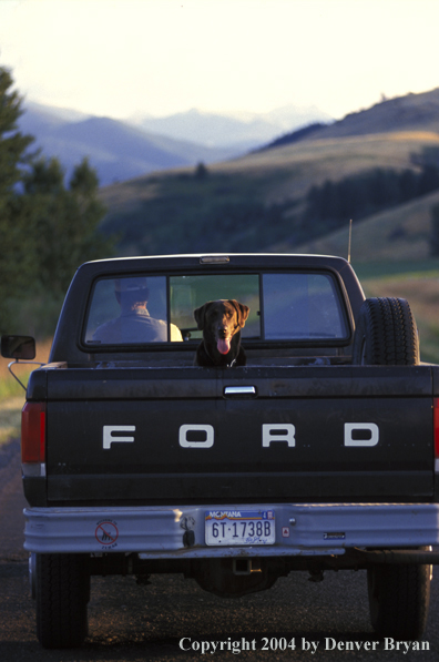 Chocolate Labrador Retriever riding in bed of pickup