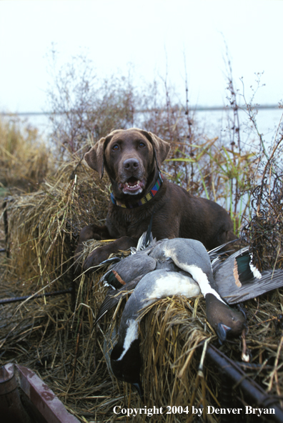 Chocolate Labrador Retriever with pintail