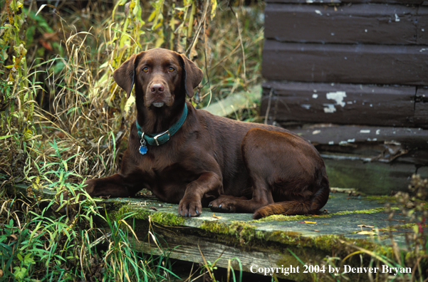 Chocolate Labrador Retriever 