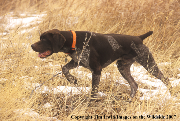 German Shorthair Pointer pointing in field.