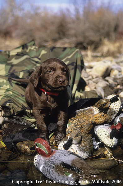 Chocolate labrador retriever puppy.