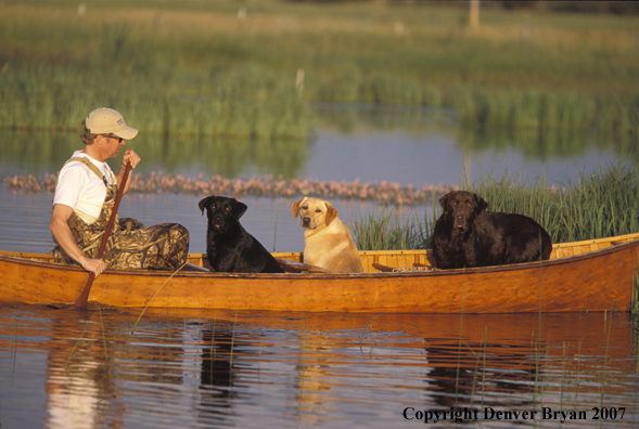 Black, yellow, and chocolate Labrador Retrievers in canoe with owner