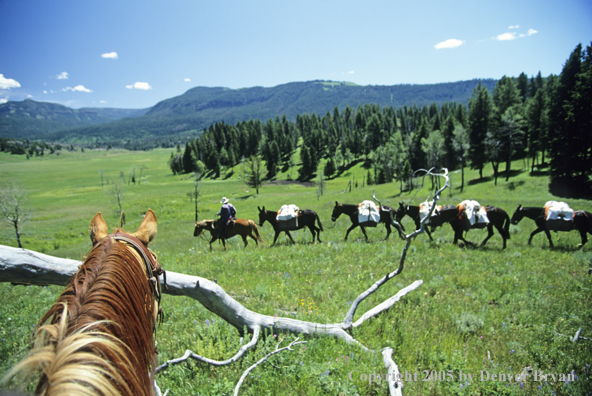 Horsepacking across mountain meadow.