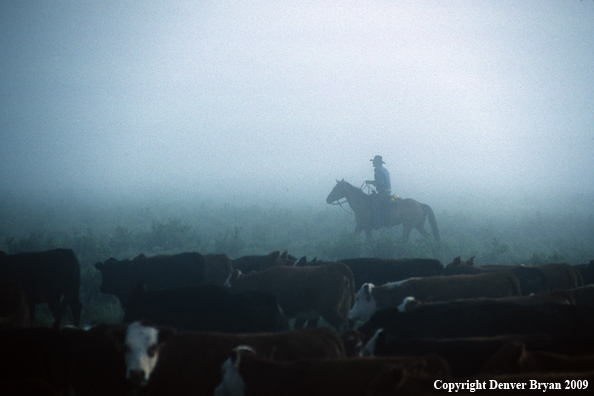 Cowboy moving cattle in fog