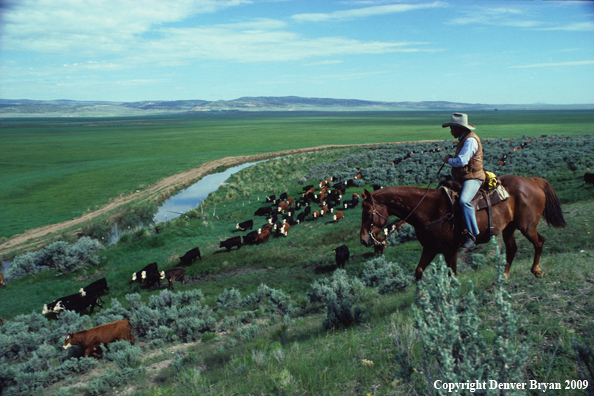 Cowboy moving cattle