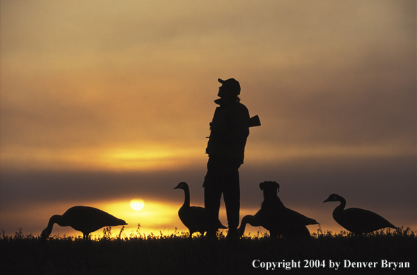 Waterfowl hunter and Lab with goose decoys.