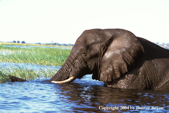 African elephant swimming/bathing.