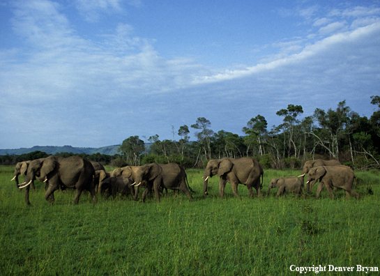 Herd of African elephants.