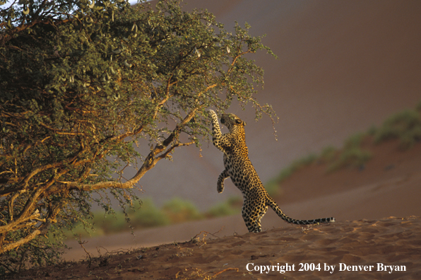 Leopard in habitat. Africa