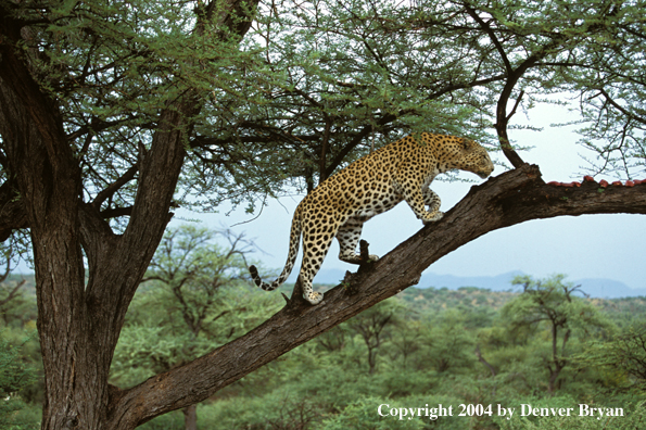 Leopard in tree. Africa