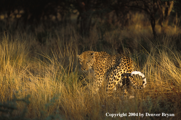 Leopard in habitat. Africa