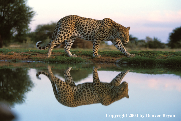 Leopard in habitat. Africa