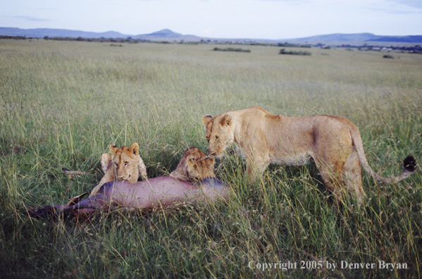 African lioness and cubs eating freshly killed topi.