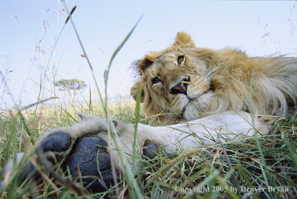 African lion lounging in habitat.