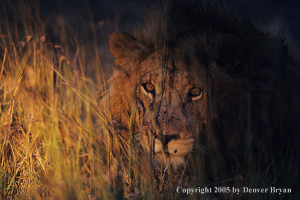 African lion in the bush at night.