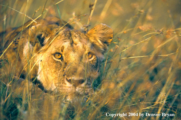 Female African lion in habitat.  Africa