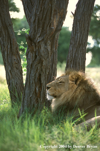 Male African lion in habitat. Africa