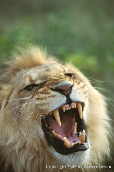 Male African lion in habitat. Africa