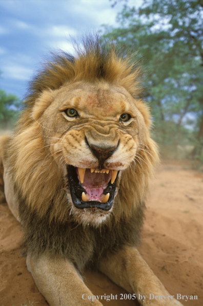 Male African lion in habitat. Africa