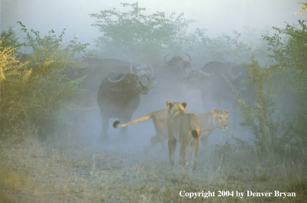 Female African lions hunting cape buffalo.