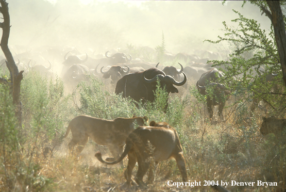 Female African lions hunting cape buffalo.