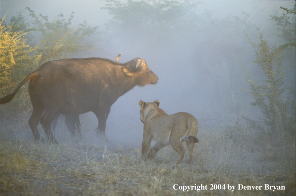 Female African lions hunting cape buffalo.