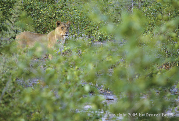 African lioness hunting.