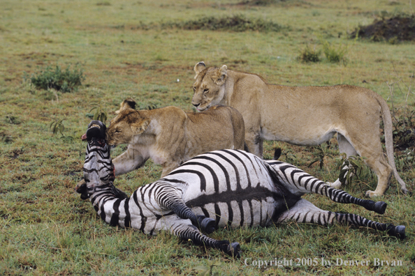 African lions feeding on zebra.