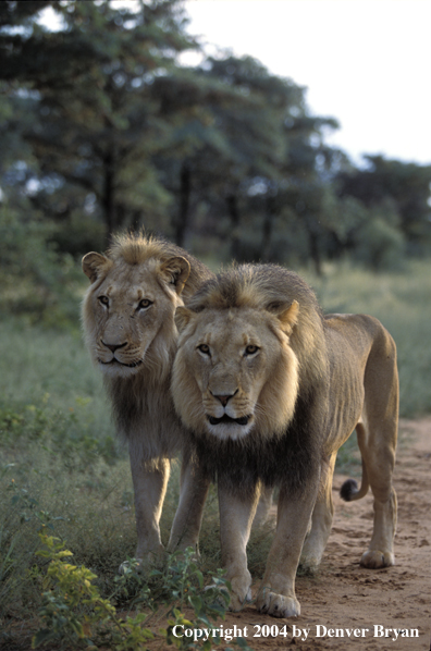 Male African lions in habitat. Africa