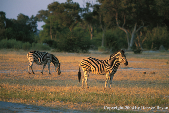 Burchell's zebras in field. Kenya, Africa.