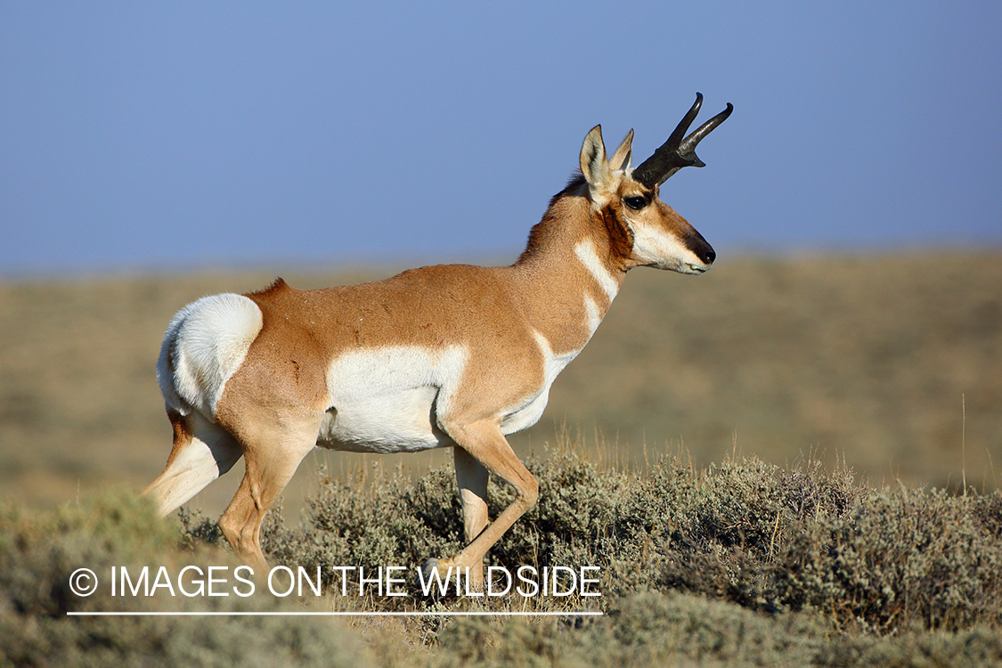 Pronghorn buck in field.