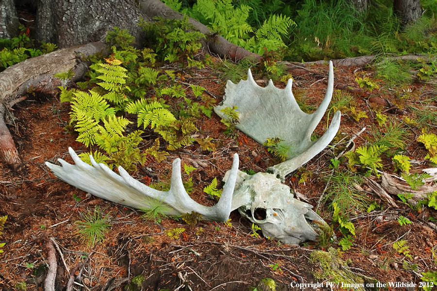 Bull moose skull/antlers.