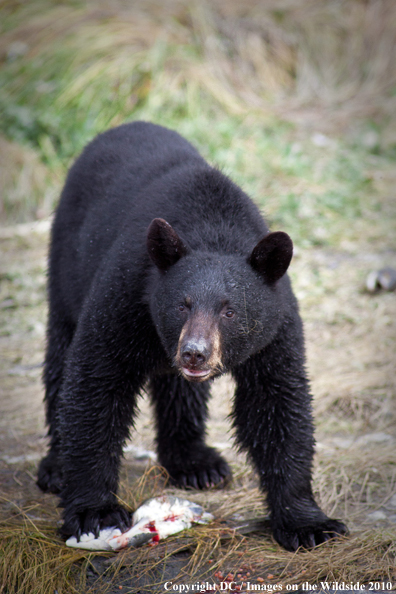 Black bear catching salmon in Alaska. 