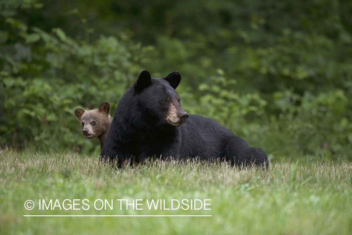 Black Bear sow with cub in habitat.