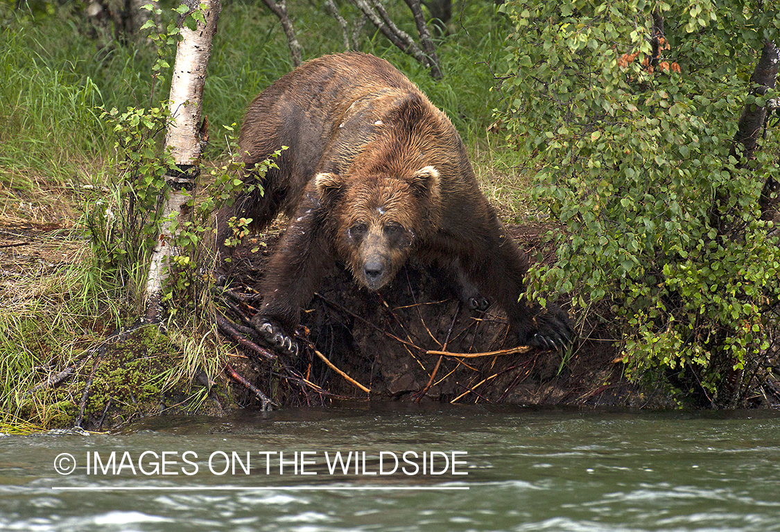 Grizzly bear next to river. 