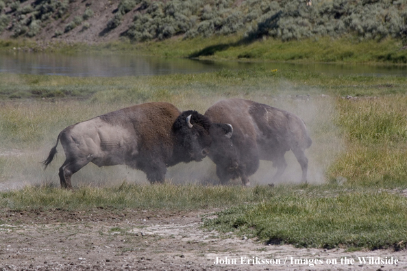 American Bison bulls fighting.