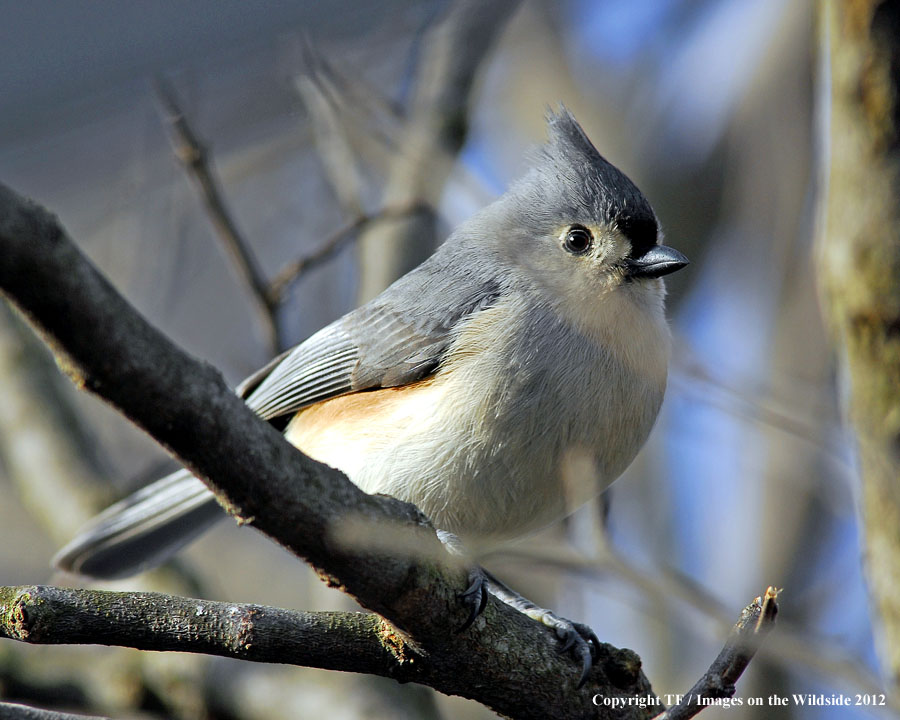 Titmouse in haitat.