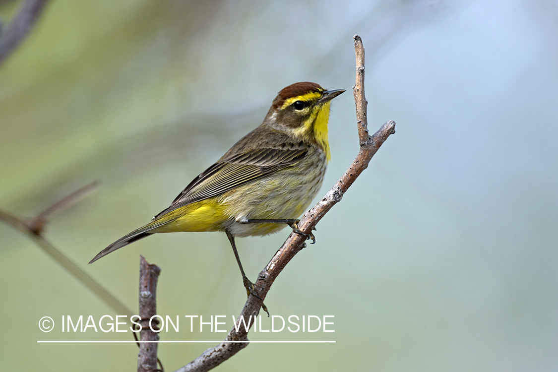 Palm Warbler sitting on branch.