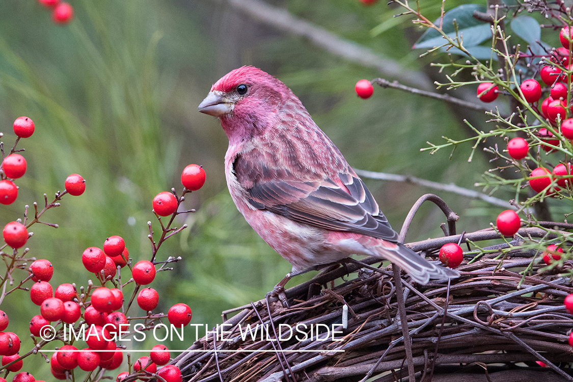 Purple Finch on branch.