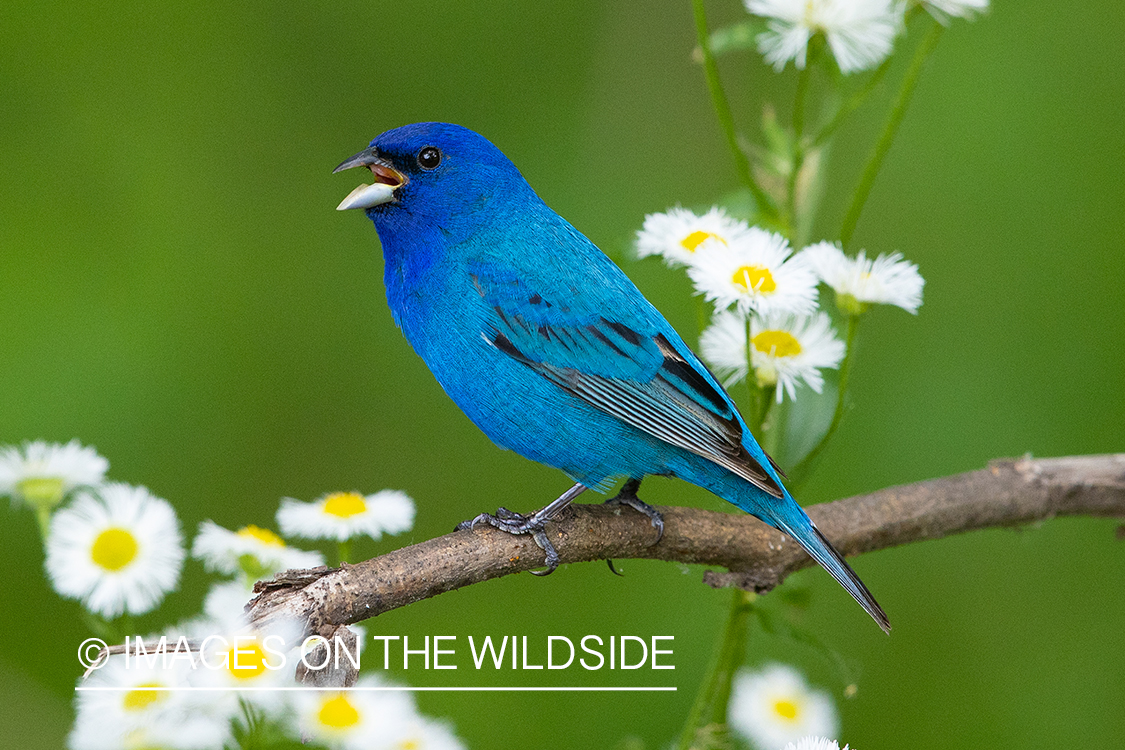 Indigo bunting on branch.