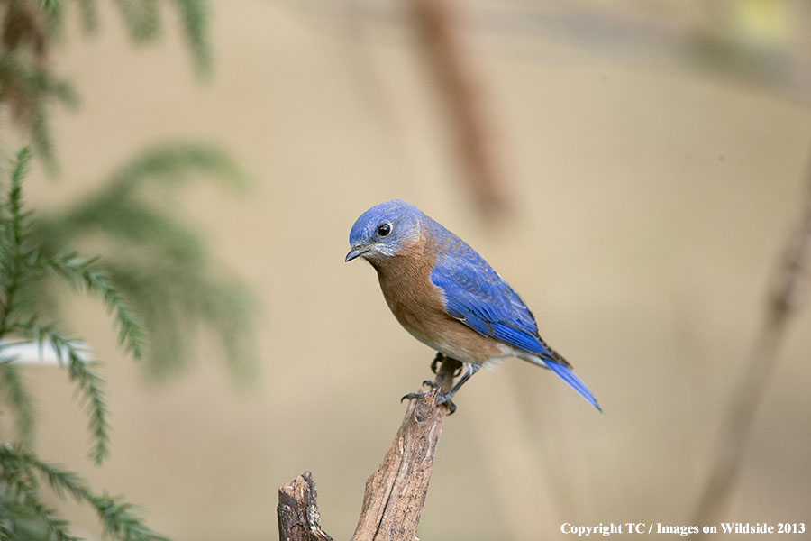 Eastern Bluebird in habitat.