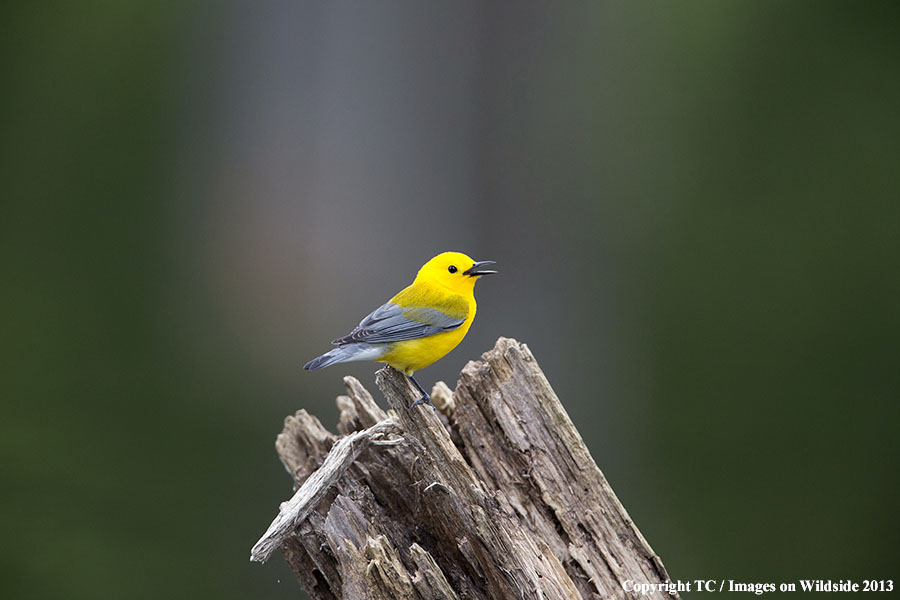 Prothonotary Warbler in habitat.