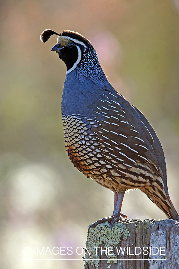 Male California (valley) quail