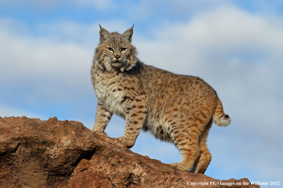 Bobcat in habitat.