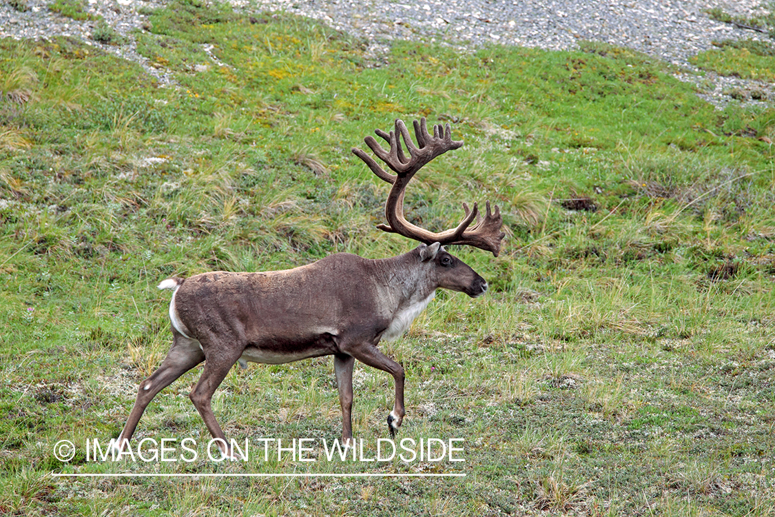 Barren Ground Caribou in velvet, Alaska.