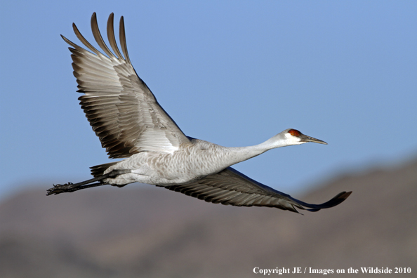 Sandhill crane in flight.