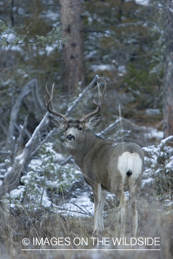 Mule deer buck in habitat.