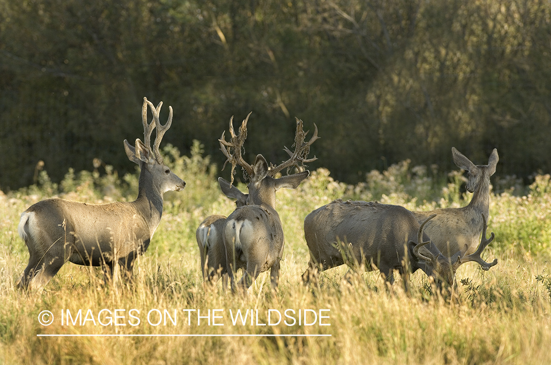 Mule deer herd in habitat.