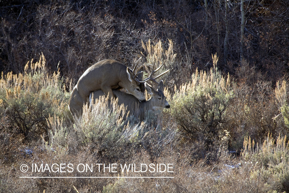 Mule deer mating