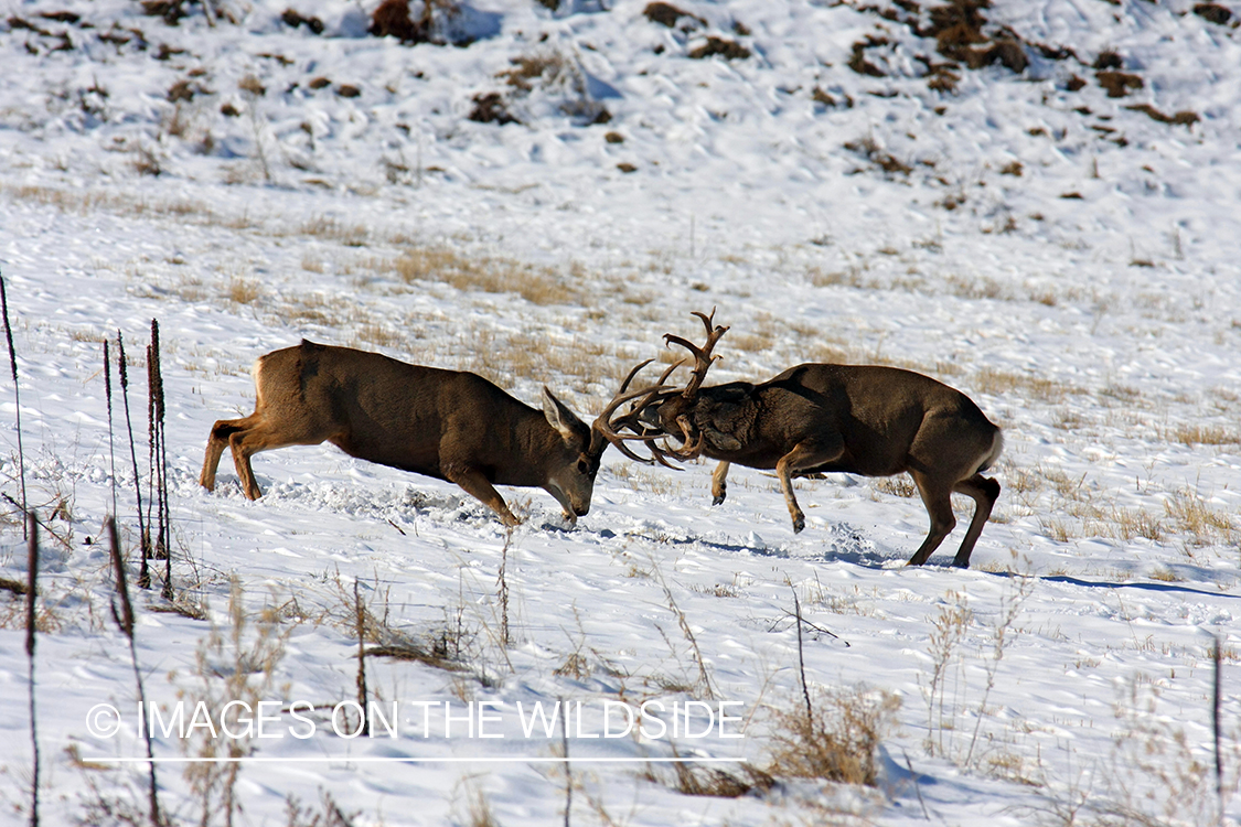 Mule deer bucks fighting. 